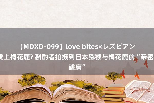 【MDXD-099】love bites×レズビアン 猕猴爱上梅花鹿? 斟酌者拍摄到日本猕猴与梅花鹿的“亲密磋磨”